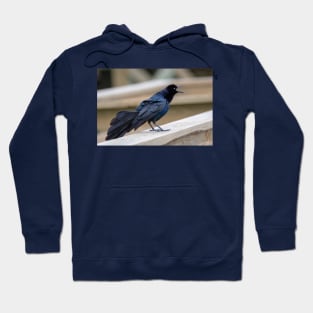 Great Tailed Grackle Shimmers in Iridescent Color Hoodie